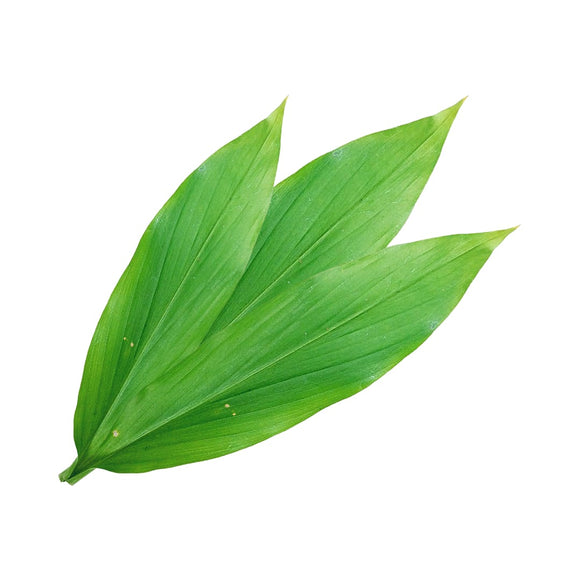 Daun Kunyit (Turmeric Leaf) 100 gr